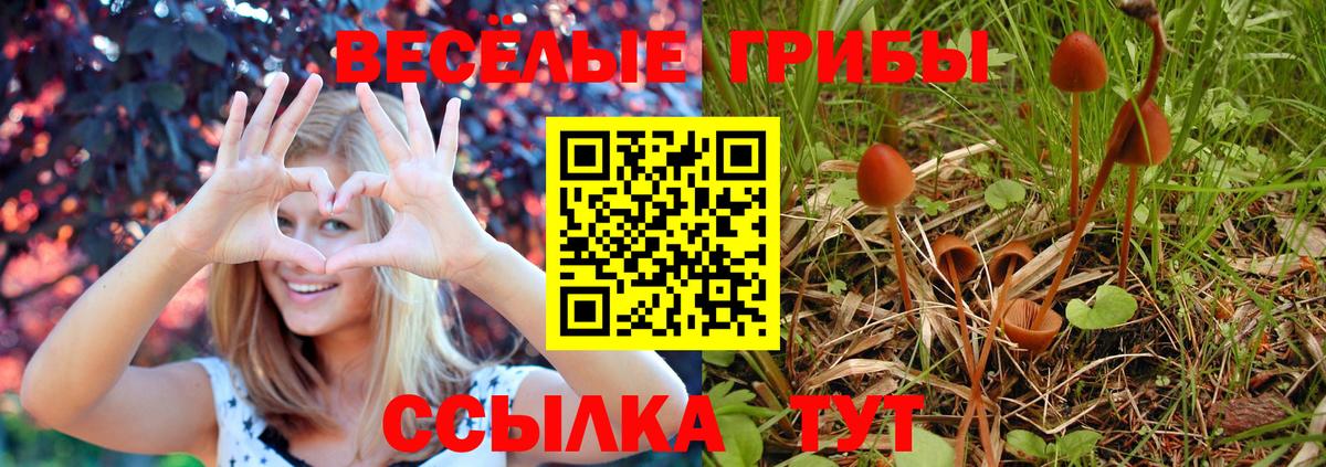 Псилоцибиновые грибы MAGIC MUSHROOMS  Вход с VPN  хочу наркоту  Сургут  Псилоцибиновые грибы Psilocybe 